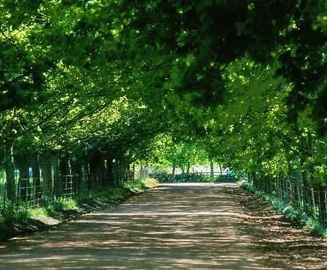 Muldersvlei Estate